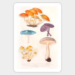 Mushroom species Sticker